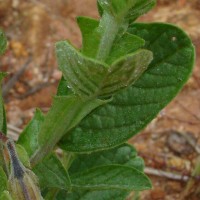 Crotalaria scabrella Wight & Arn.